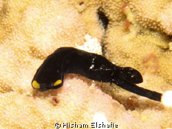 Black Nudibranchia by Hisham Elshafie 